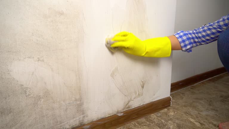 Reliable Amory, MS Mold Inspection, Removal & Remediation Solutions